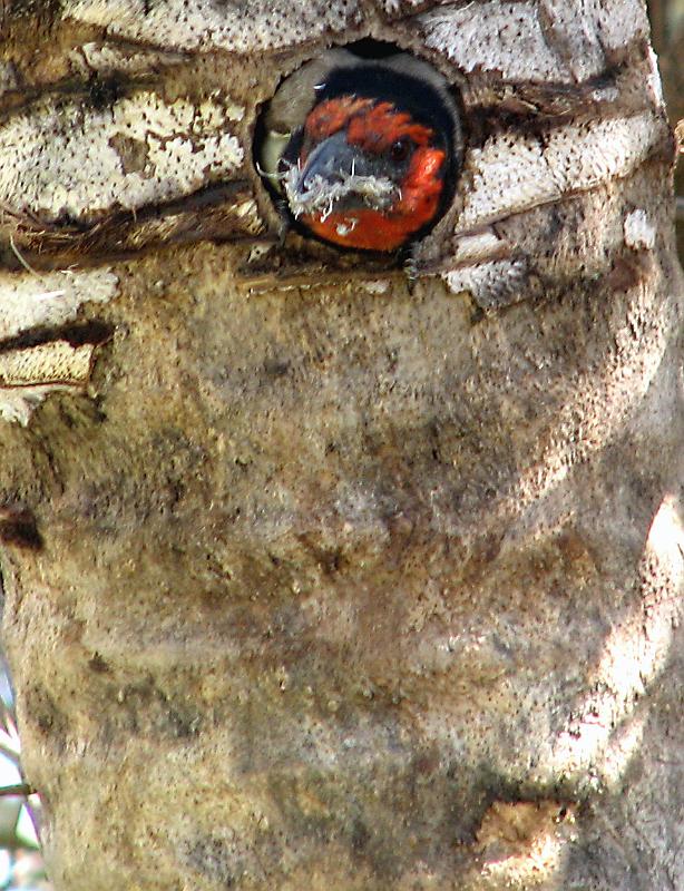 Rooikophoutkapper in nes 2.jpg - Hard besig om nes reg te kry... Harde werk!!!